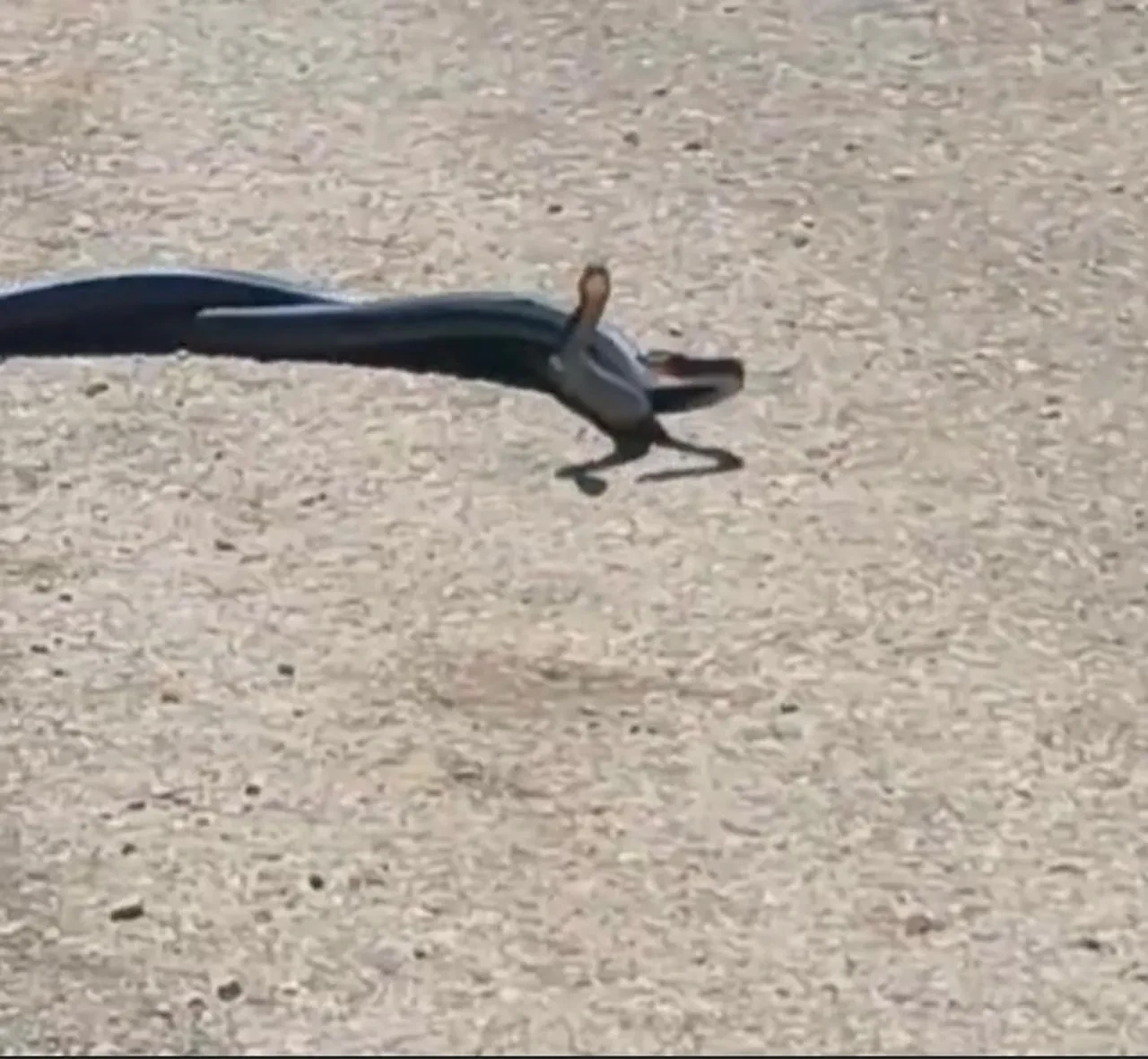 Uzun süre mücadele ettiler! Yılanların dansı kamerada