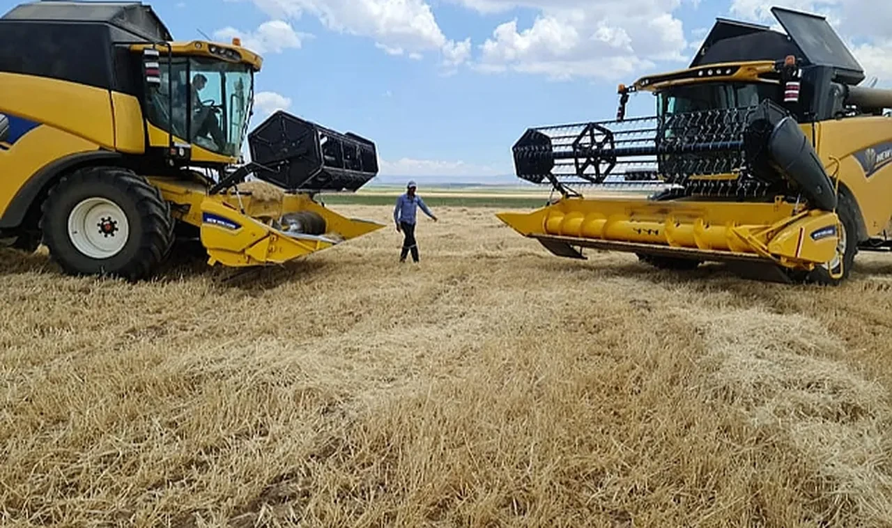 2025 TMO ürün alım randevu sistemi randevu alma! TMO randevu saatleri araştırılıyor