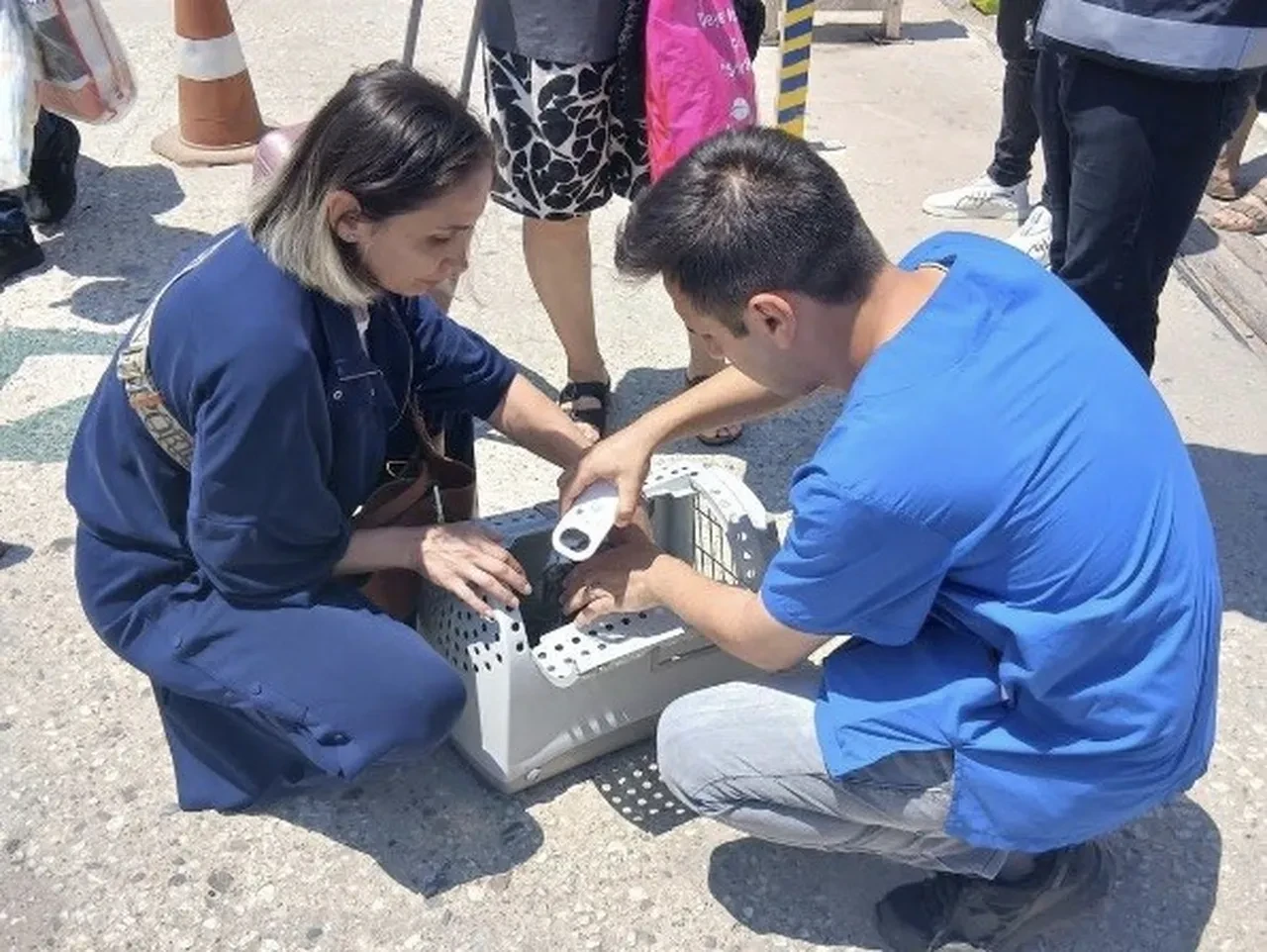 Adalara kimliksiz hayvan girişi yasaklandı mı? Yasak hangi adalarda geçerli?
