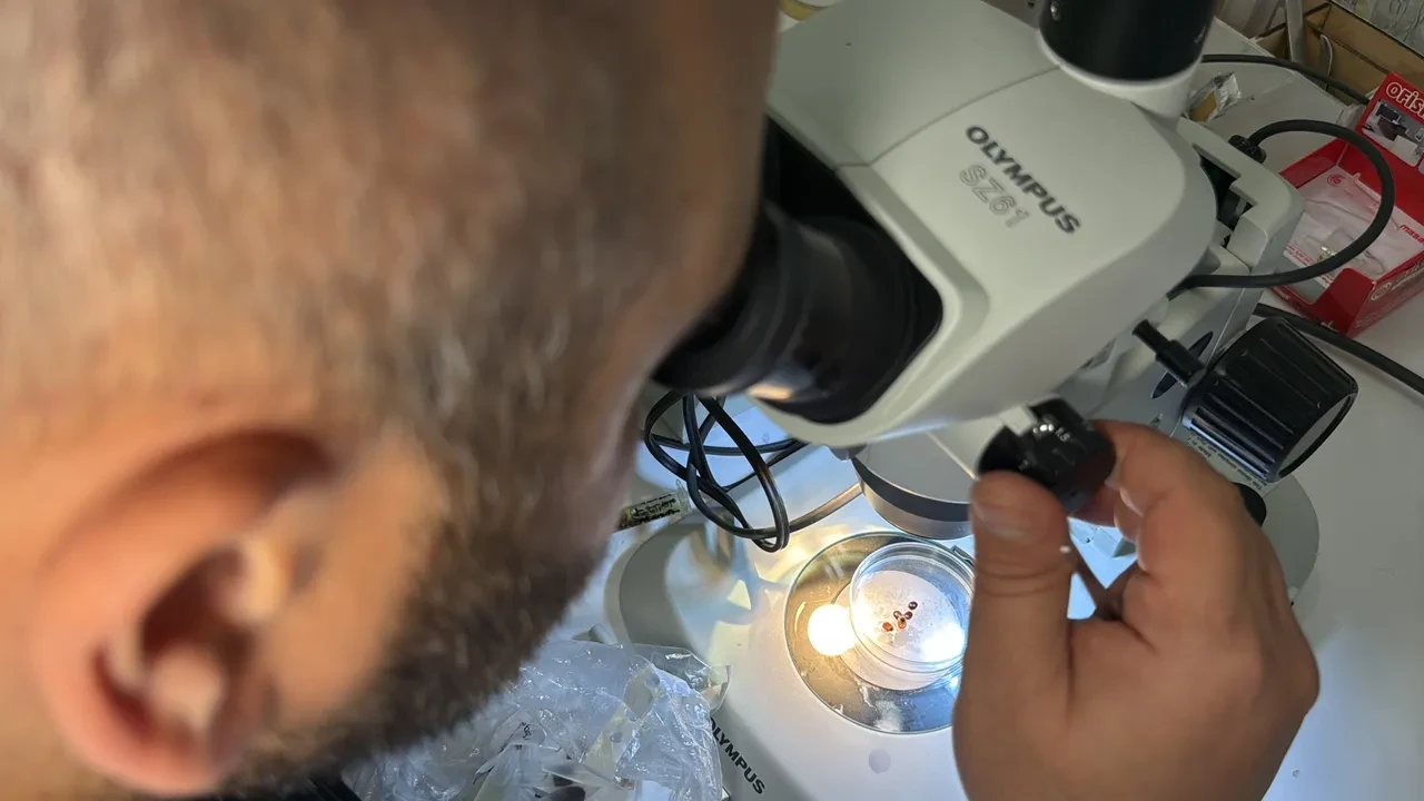 Kene ısırmaları Meclis gündeminde: MHP'den iki bakanlığa soru önergesi