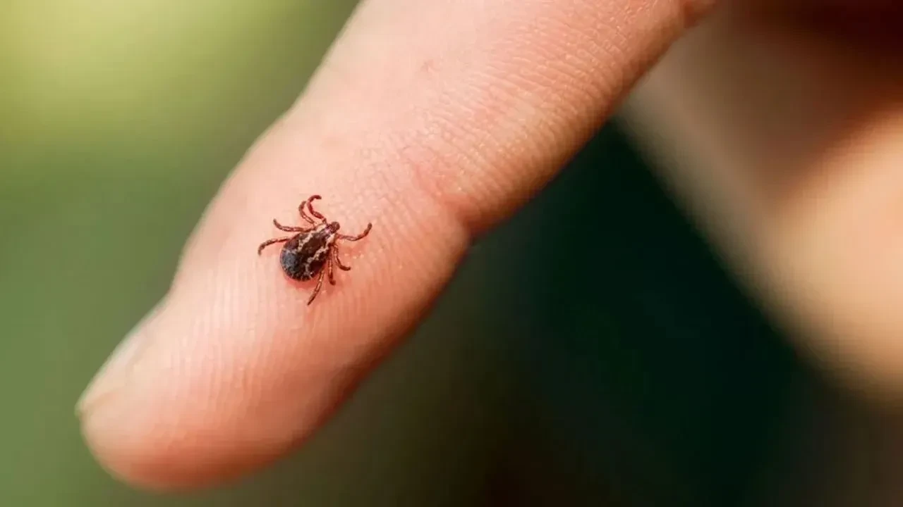 Kene kabusu devam ediyor! Bir acı haber de Çorum'dan geldi