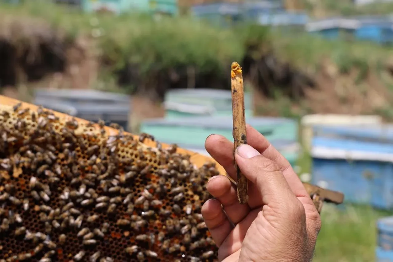 Önceden çöpe atılıyordu, şimdi altın değerinde! Şifa deposu bir besin 
