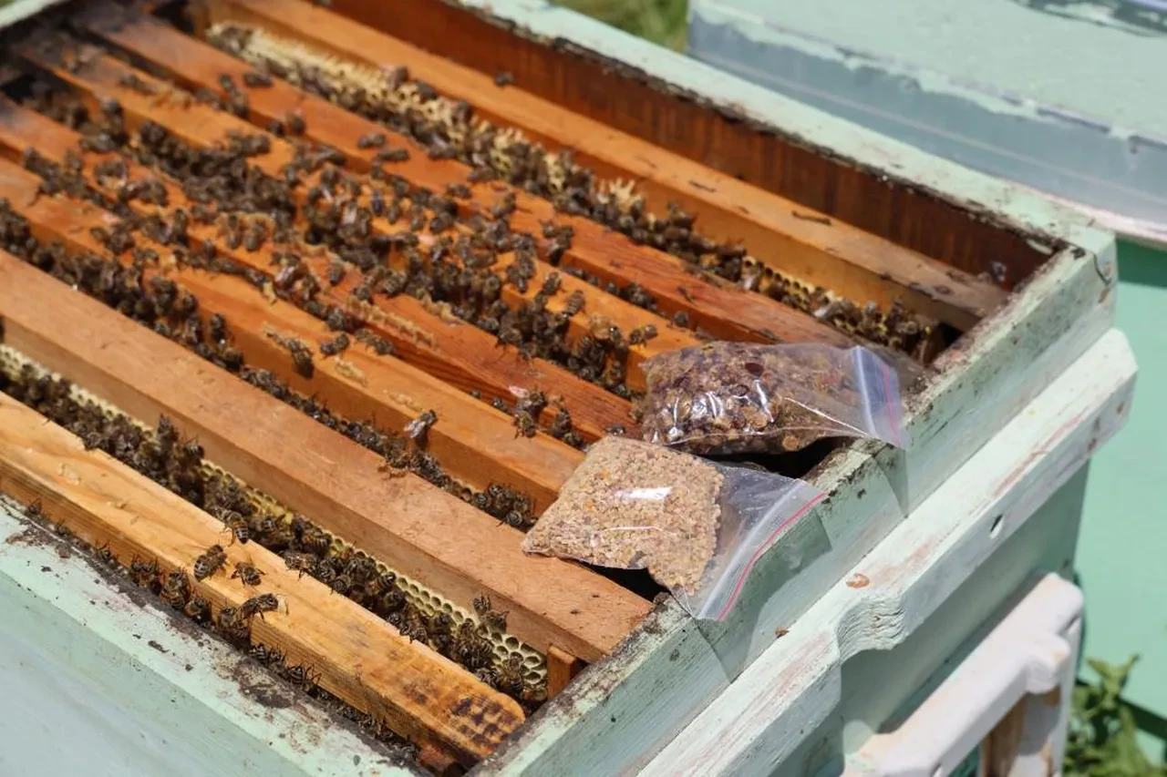 Önceden çöpe atılıyordu, şimdi altın değerinde! Şifa deposu bir besin 