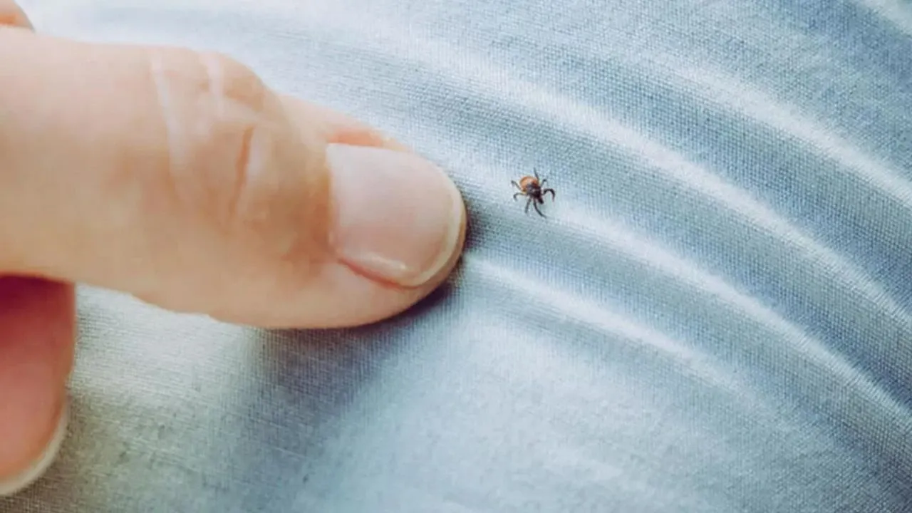 Pikniğe gidecek vatandaşları keneden kurtaracak formül