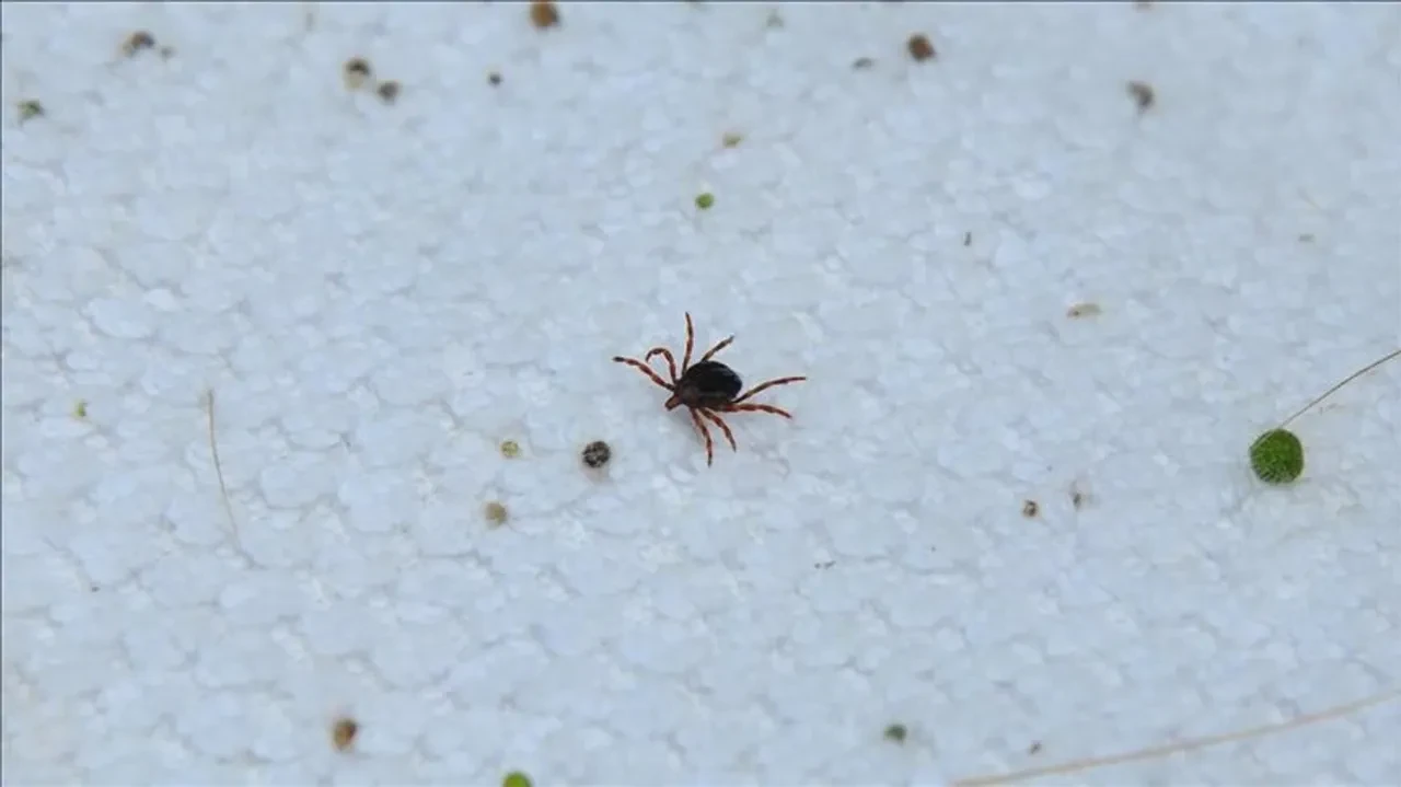 Pikniğe gidecek vatandaşları keneden kurtaracak formül