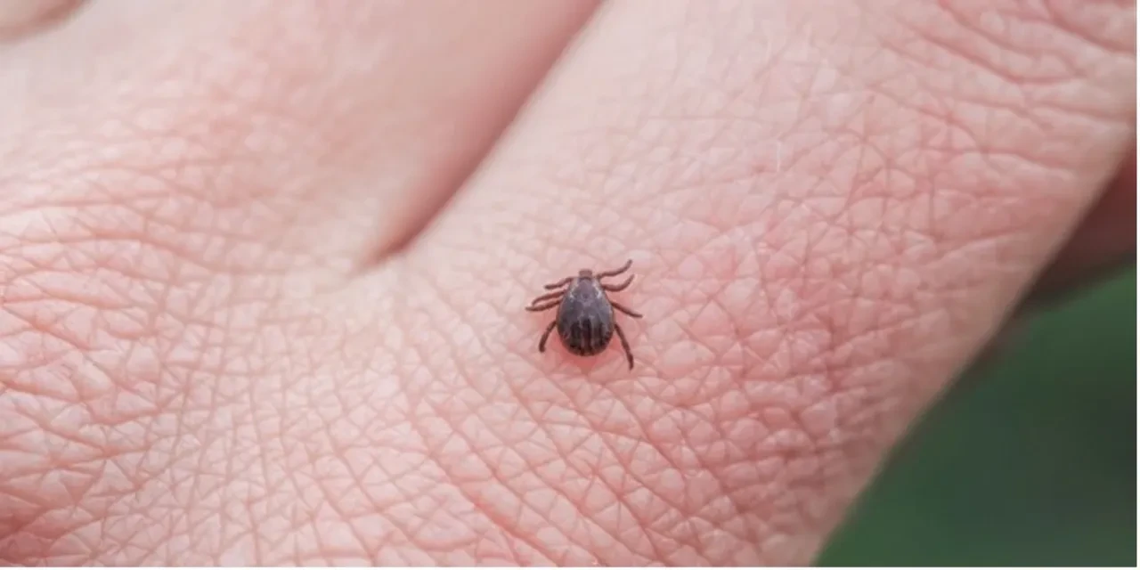 Pikniğe gidecek vatandaşları keneden kurtaracak formül