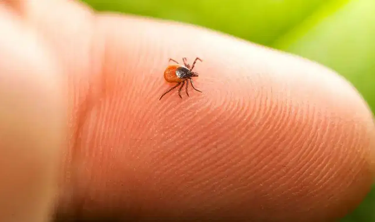 Pikniğe gidecek vatandaşları keneden kurtaracak formül