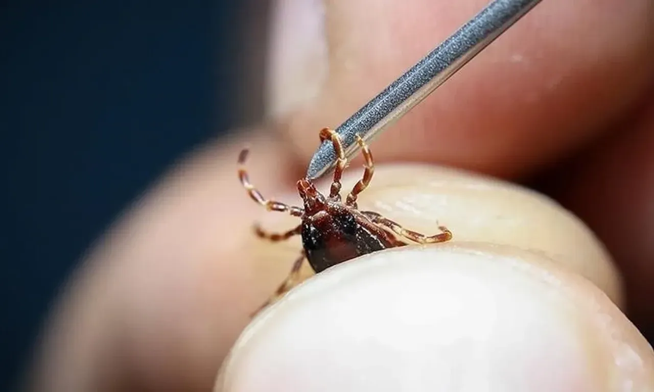 Pikniğe gidecek vatandaşları keneden kurtaracak formül