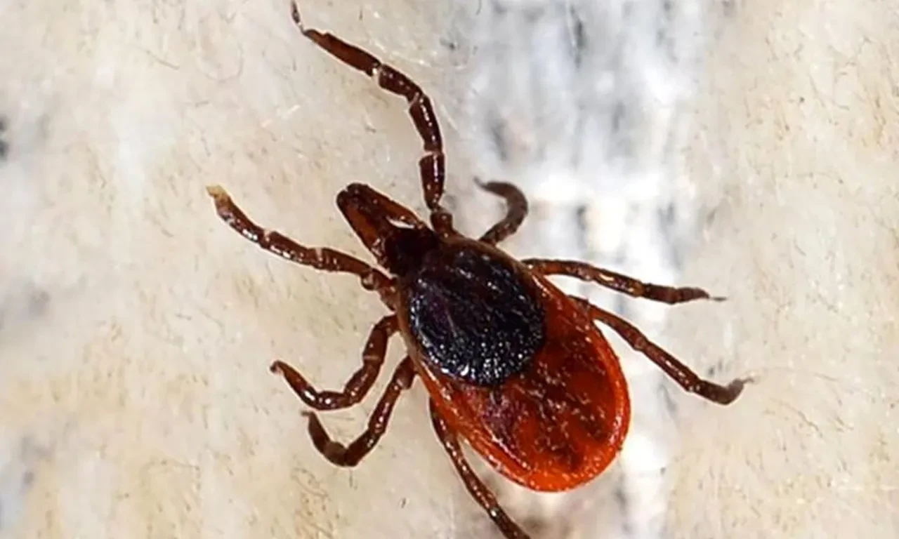 Uzman isimden vatandaşlara kene uyarısı! "Açık renkli kıyafetler giyin"