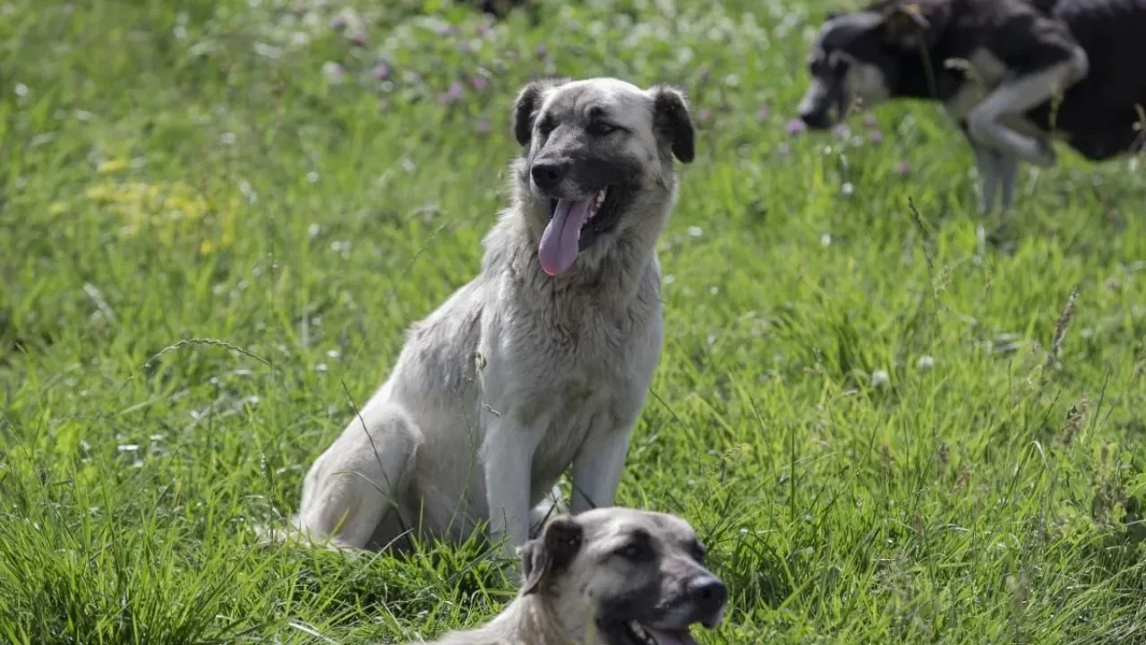 Bolu'da başıboş köpek dehşeti! 6'sı birden saldırdı