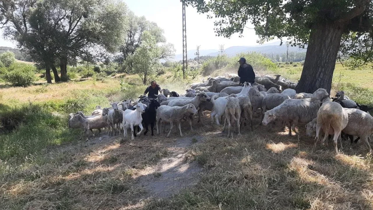 Bolu'da başıboş köpek dehşeti! 6'sı birden saldırdı