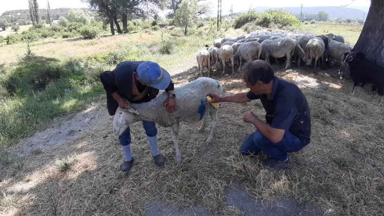 Bolu'da başıboş köpek dehşeti! 6'sı birden saldırdı
