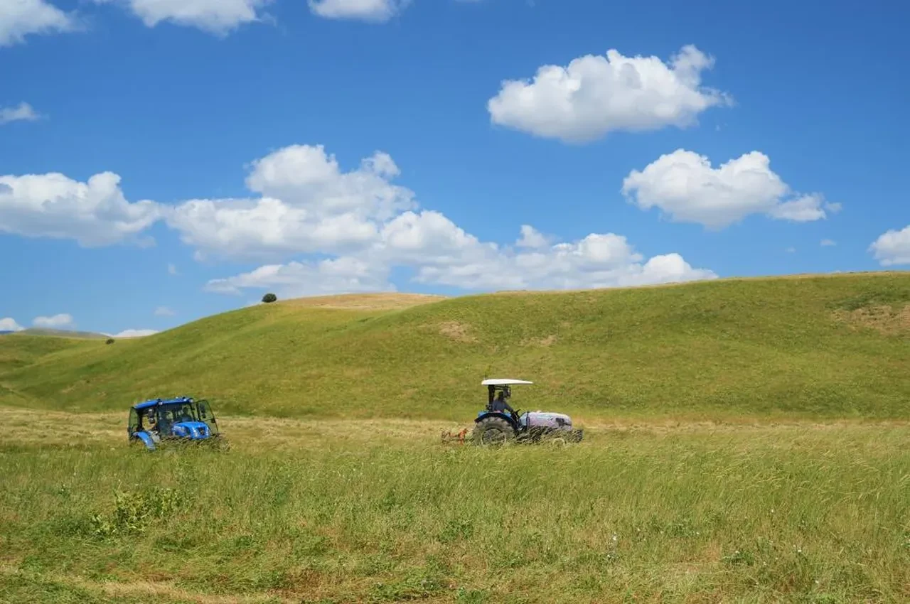 Muşlu çiftçiler yaz sıcağında kışlık yem mesaisinde