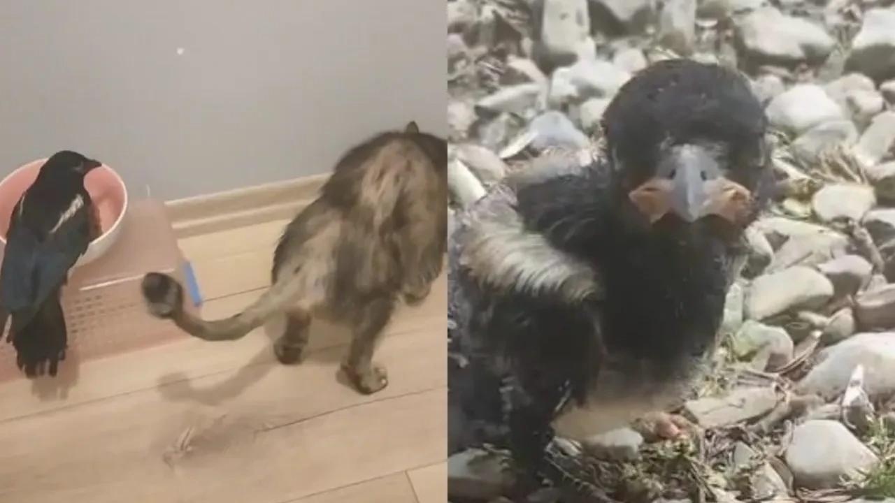 Yavru Saksağan Haşmet evladı gibi oldu! Birlikte bakın nereye bile gidiyorlar