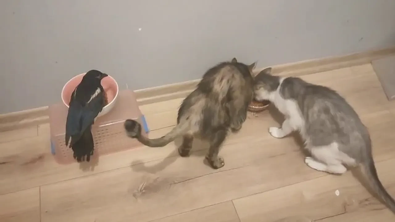 Yavru Saksağan Haşmet evladı gibi oldu! Birlikte bakın nereye bile gidiyorlar