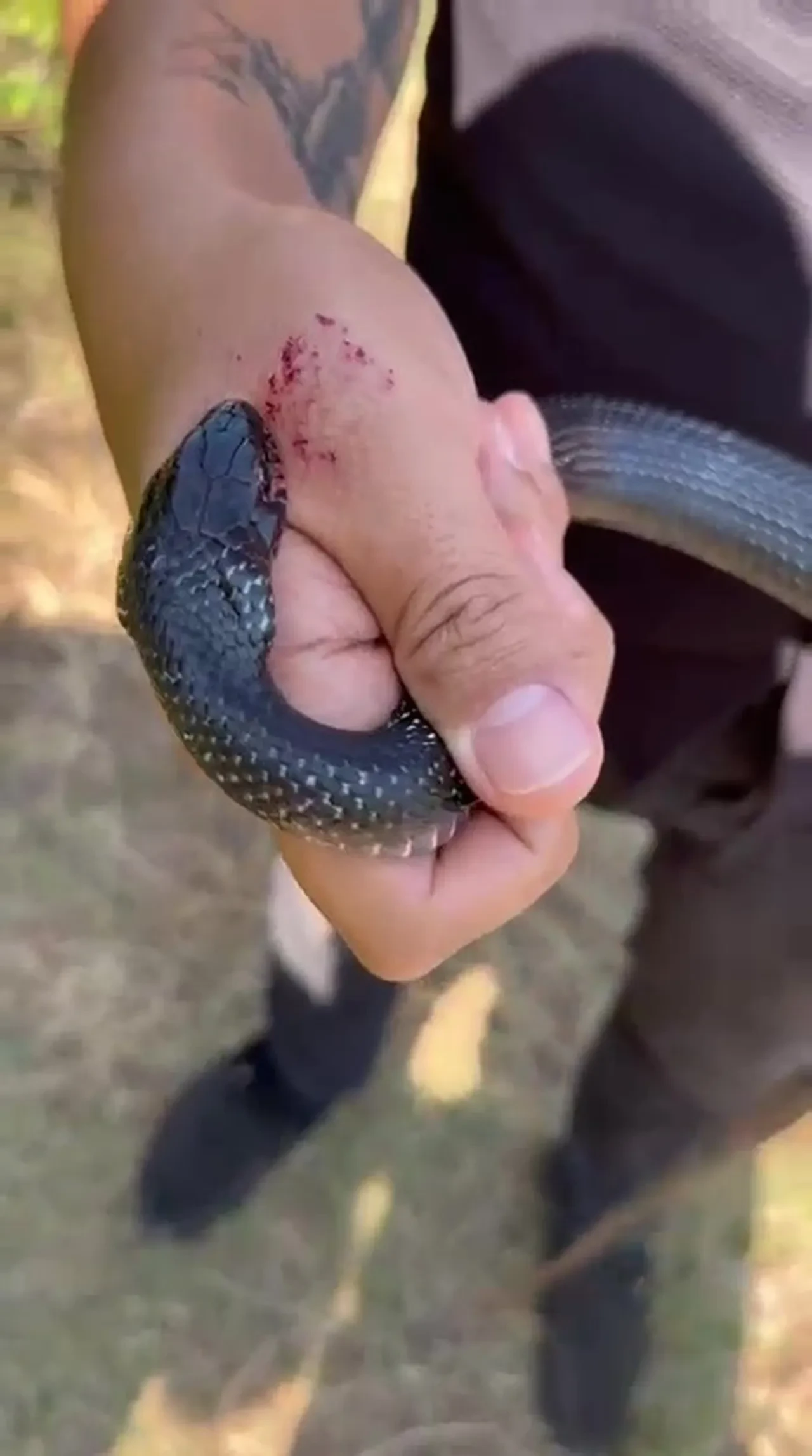 Yılancı Kemal faka bastı! Tam 'Zararsız, öldürmeyin' derken, yılan bir anda ısırdı