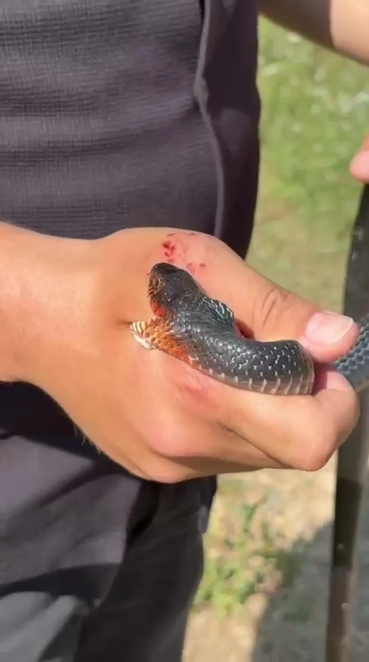 Yılancı Kemal faka bastı! Tam 'Zararsız, öldürmeyin' derken, yılan bir anda ısırdı
