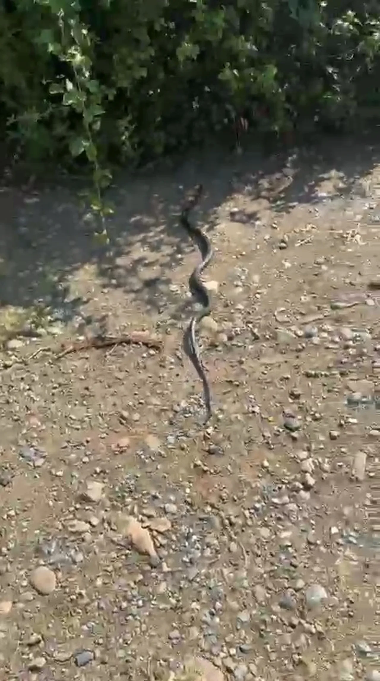 Yılancı Kemal faka bastı! Tam 'Zararsız, öldürmeyin' derken, yılan bir anda ısırdı