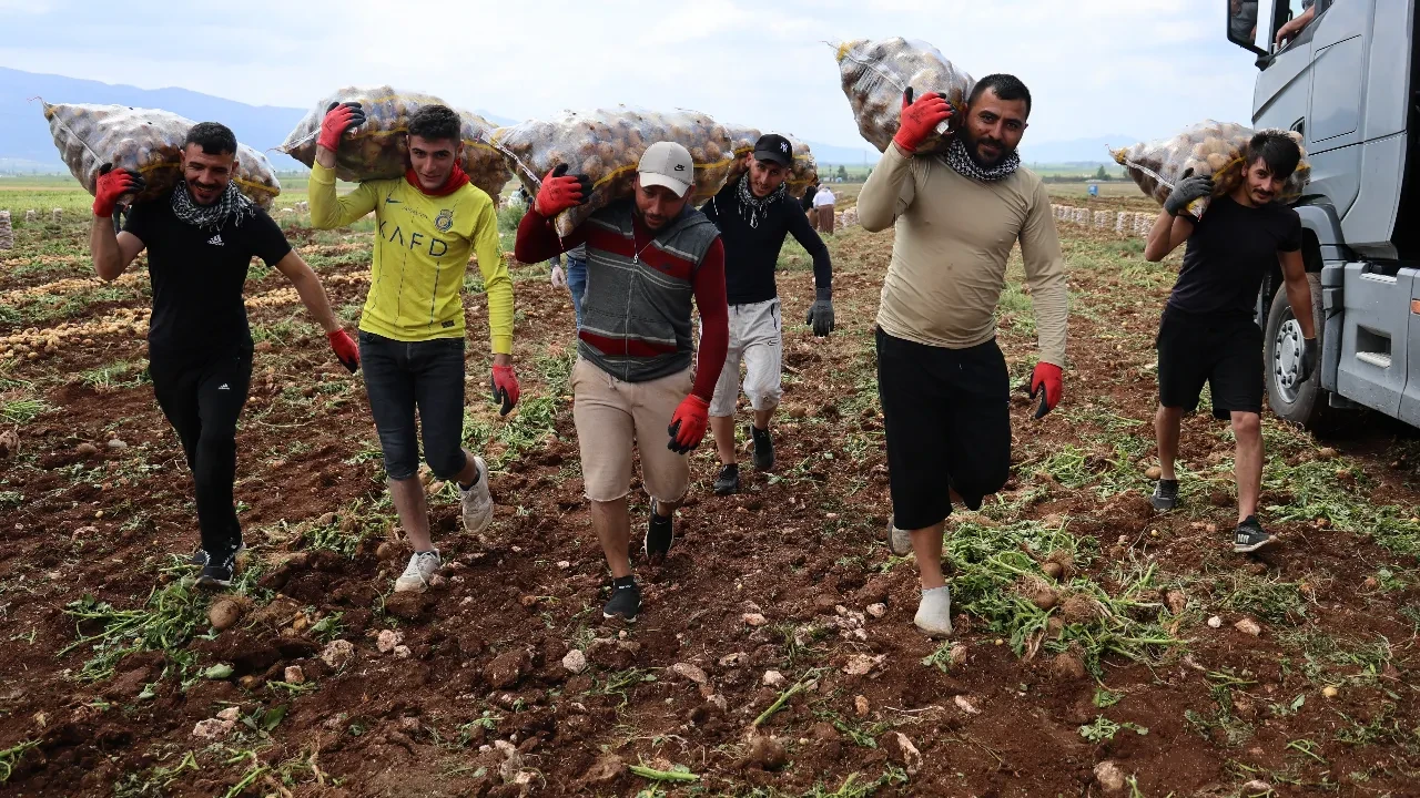 Aylık kazançları 100 bin TL! Özel işçiler topluyor! Bir günde 250-300 ton yüklüyorlar