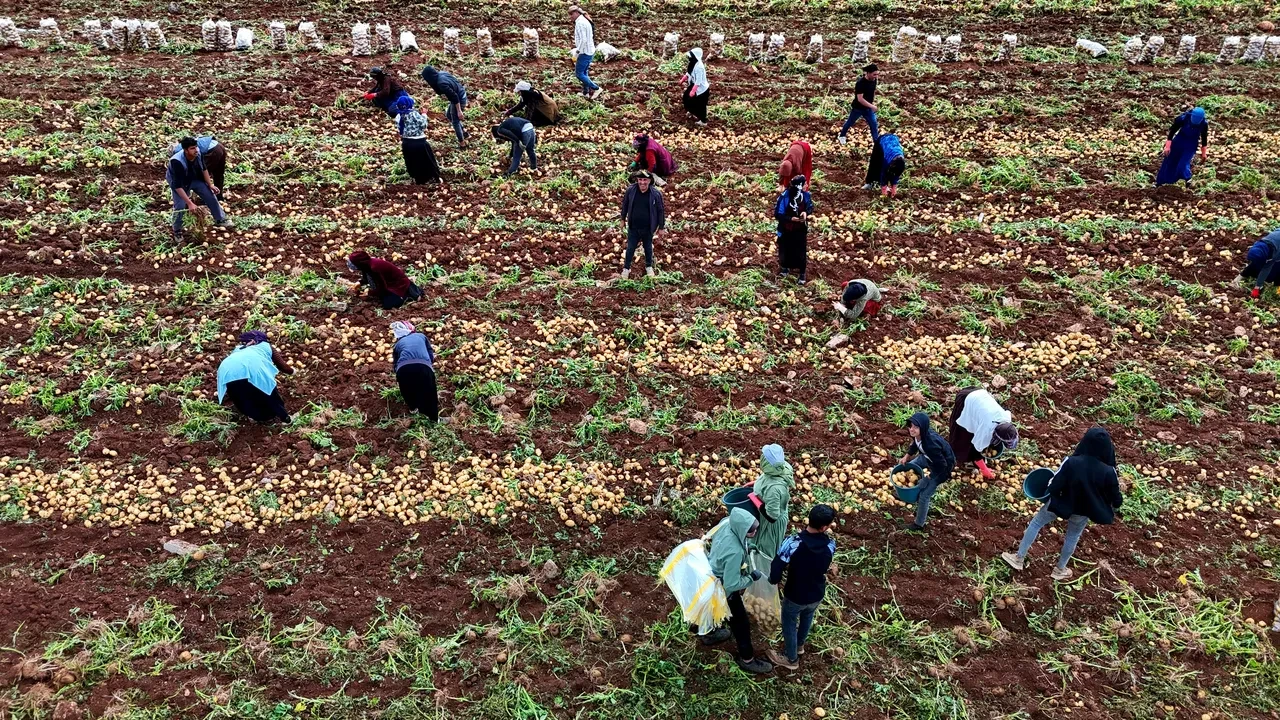 Aylık kazançları 100 bin TL! Özel işçiler topluyor! Bir günde 250-300 ton yüklüyorlar