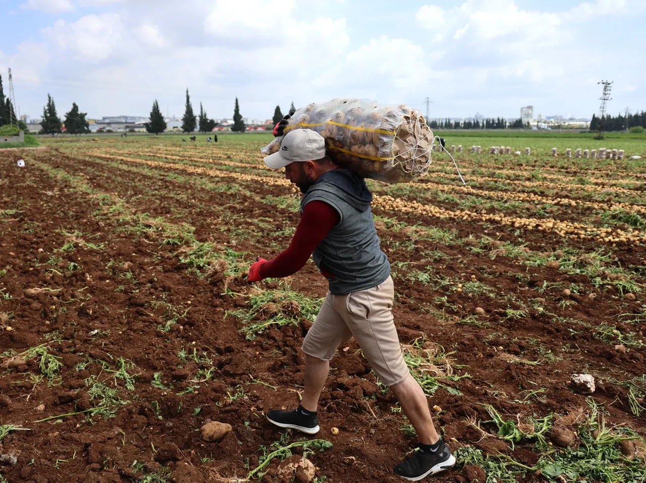 Aylık kazançları 100 bin TL! Özel işçiler topluyor! Bir günde 250-300 ton yüklüyorlar