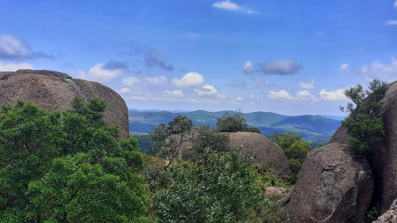 Dünyada sadece bu adada bulunuyor! Ölüm saçıyor, tanesi 30 bin dolardan satılıyor