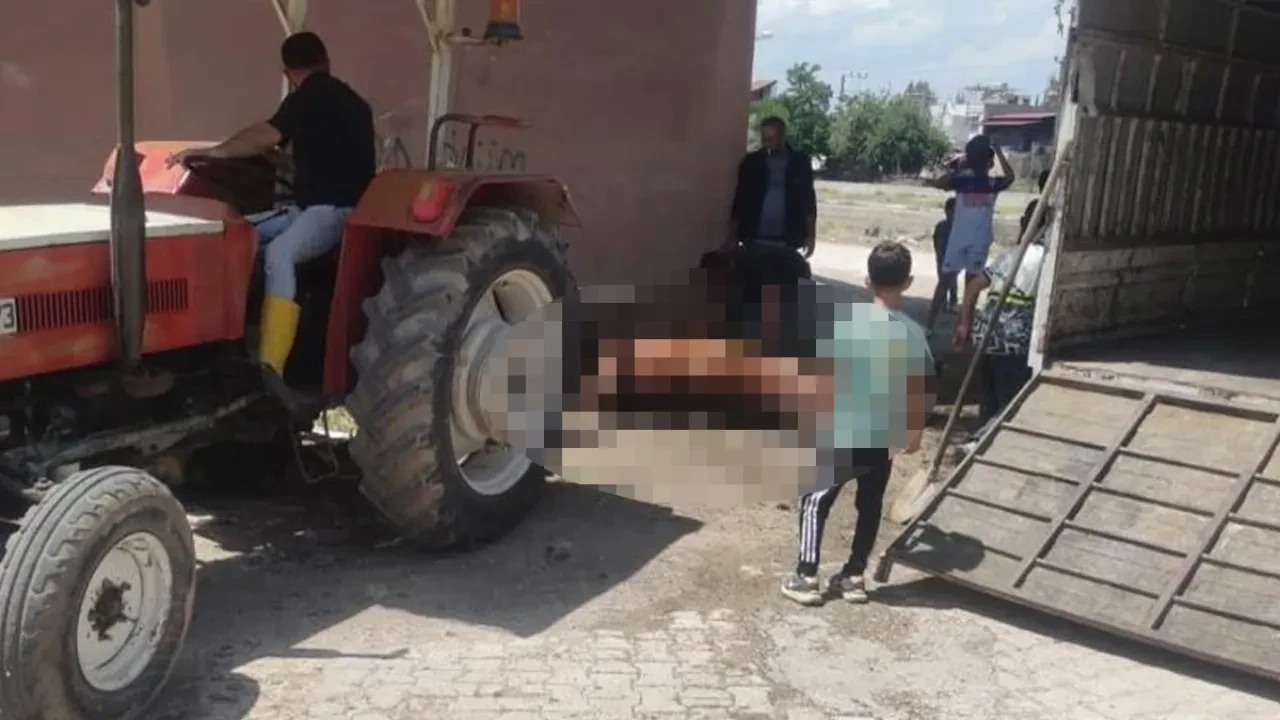 Duvara son hızla çarpan at telef oldu! "Kaza oldu sandık"