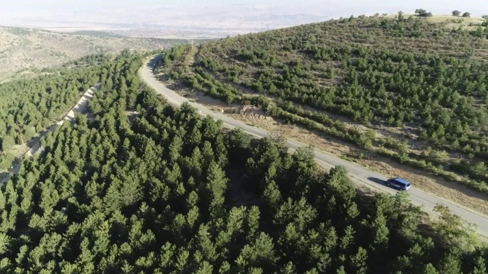 Kırıkkale’de ormanlara giriş 31 Ekim’e kadar yasak!