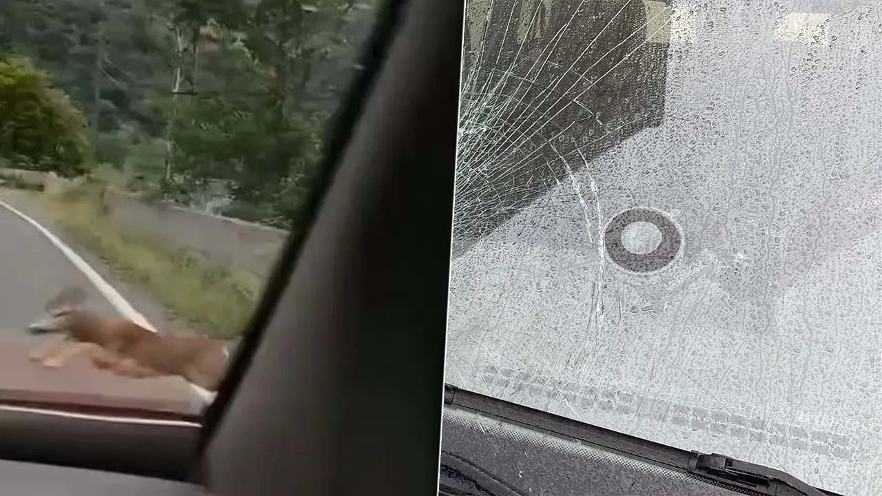 Karacayı telefonu ile kayda alıyordu ama bunun olacağını hiç beklemiyordu!