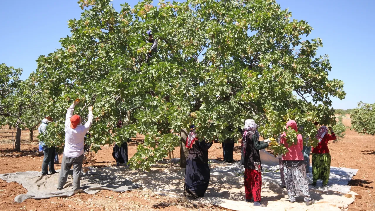 Kilo vermek için yeni trend: Antep fıstığı