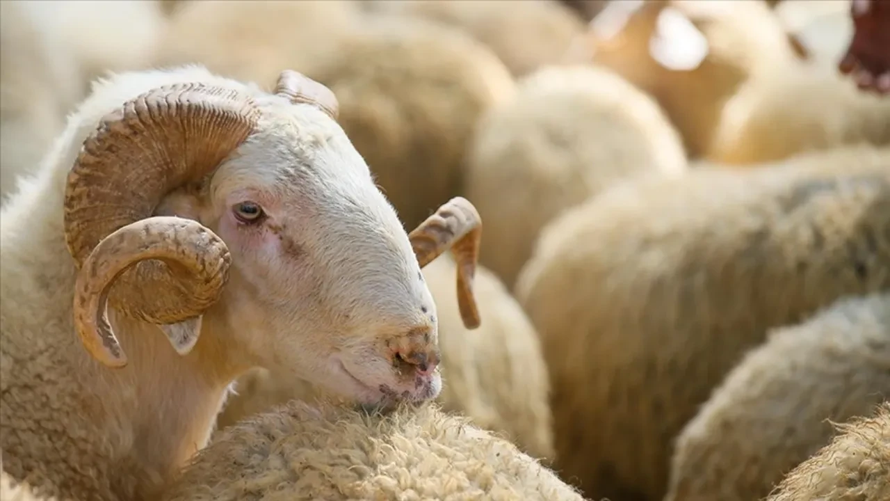 Kurbanlık piyasasında son durum ne? Hangi hayvan ne kadar?