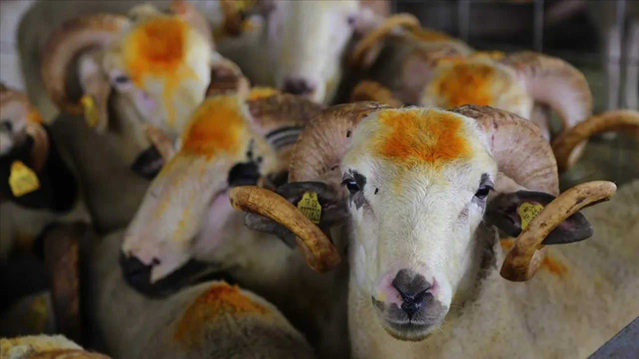 Kurbanlık piyasasında son durum ne? Hangi hayvan ne kadar?