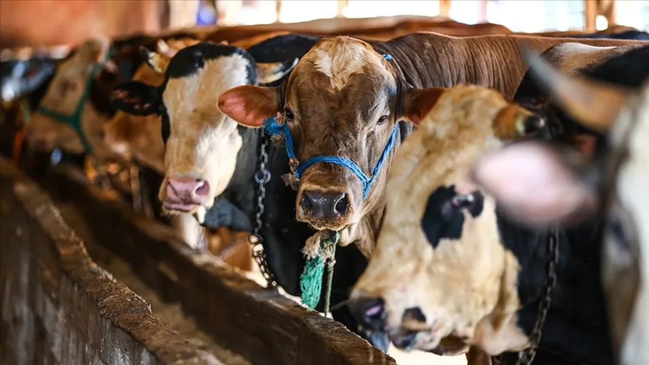 Kurbanlık piyasasında son durum ne? Hangi hayvan ne kadar?