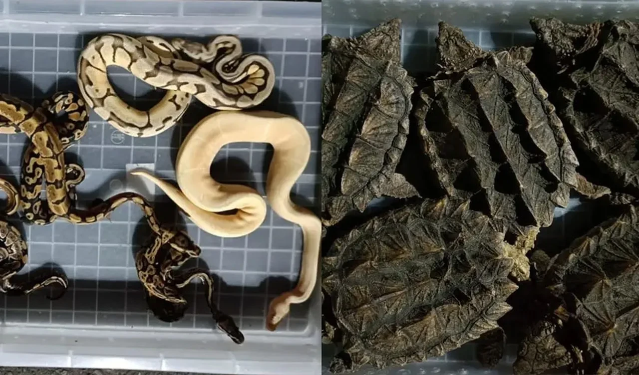 Son derece zehirli, kuş avlayan yılanlarla havalimanında yakayı ele verdi 