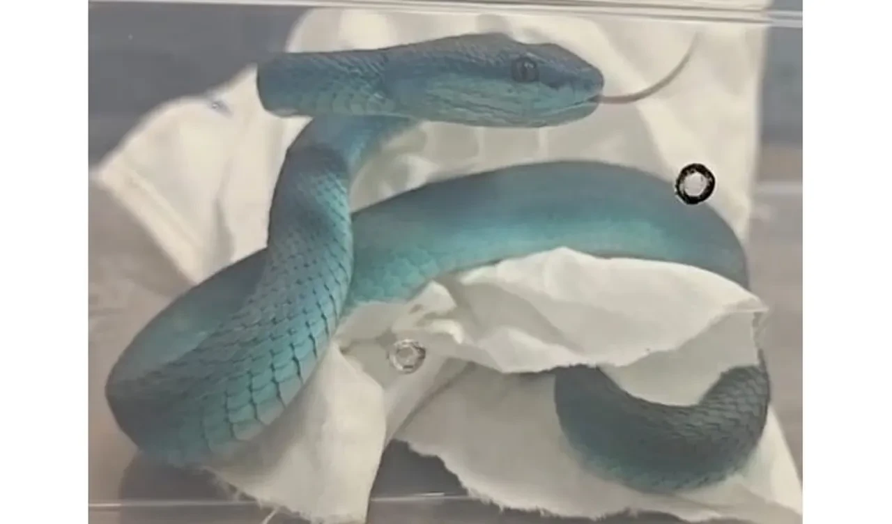 Son derece zehirli, kuş avlayan yılanlarla havalimanında yakayı ele verdi 