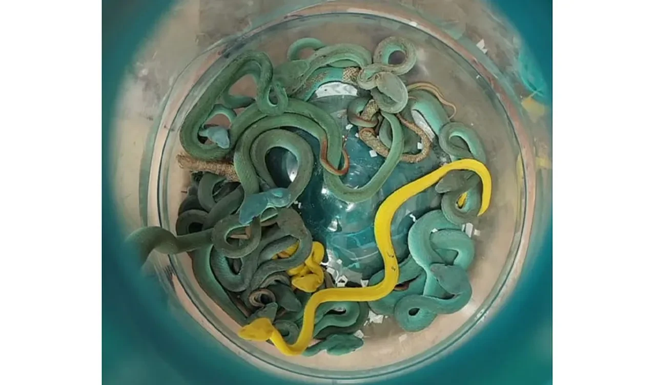 Son derece zehirli, kuş avlayan yılanlarla havalimanında yakayı ele verdi 