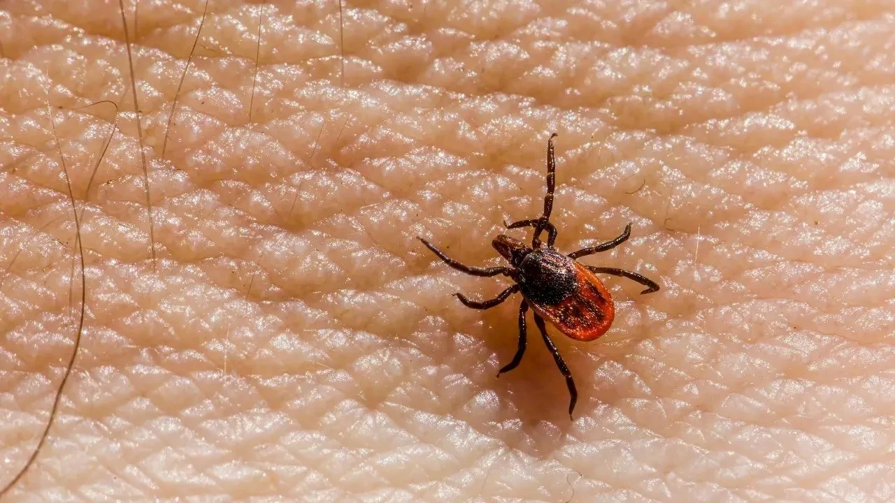 İstanbul’da kene var mı? 2025 kene vaka sayıları paylaşıldı