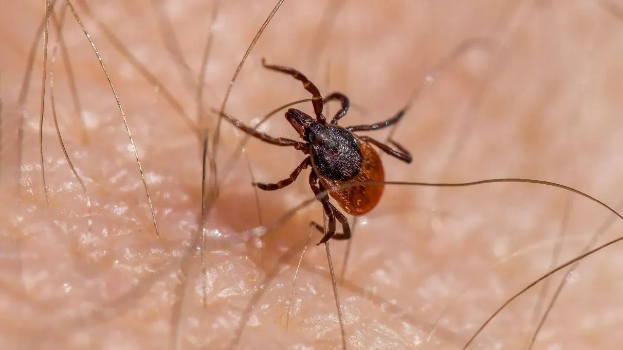 İstanbul’da kene var mı? 2025 kene vaka sayıları paylaşıldı