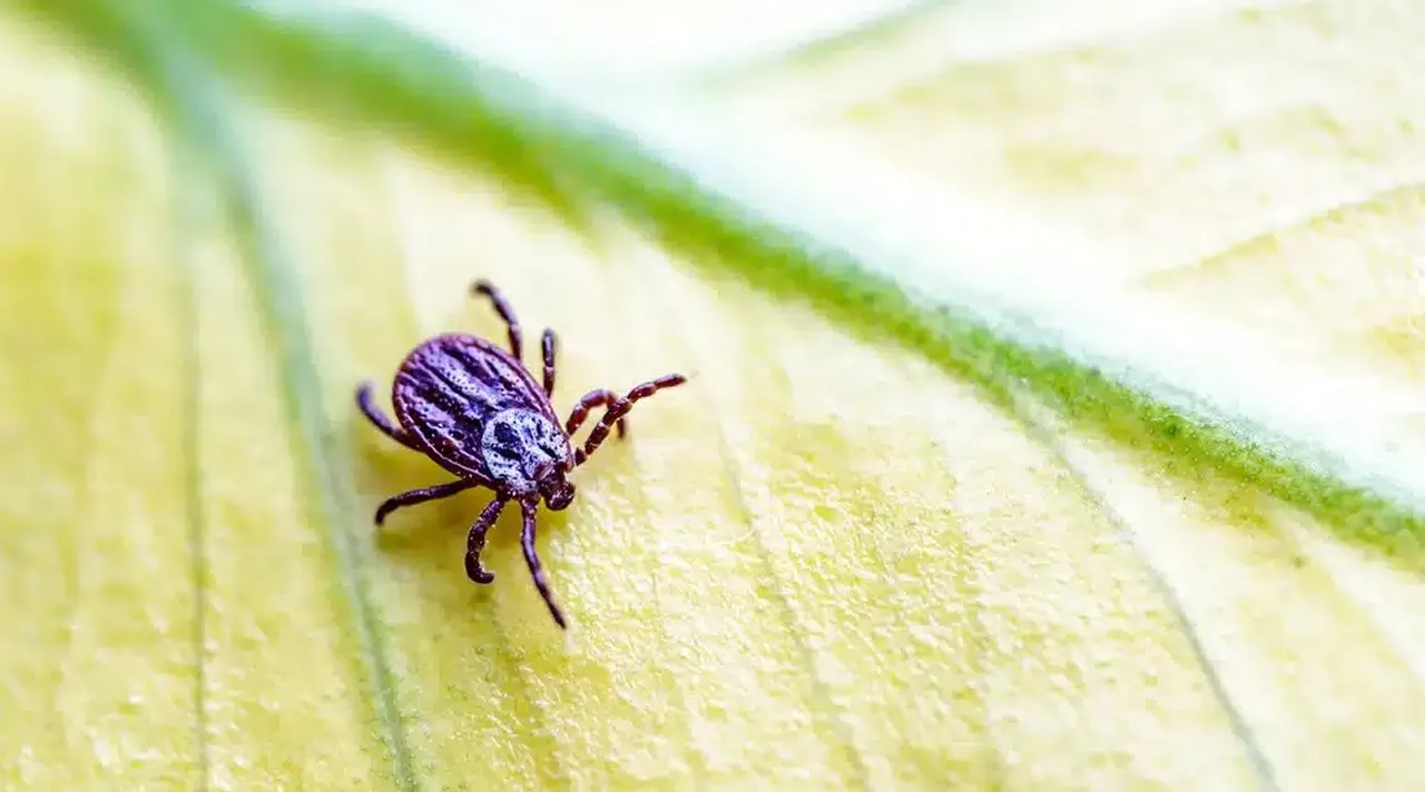 Keneler kabus olmaktan çıkacak! KKKA aşısında için sona geliniyor