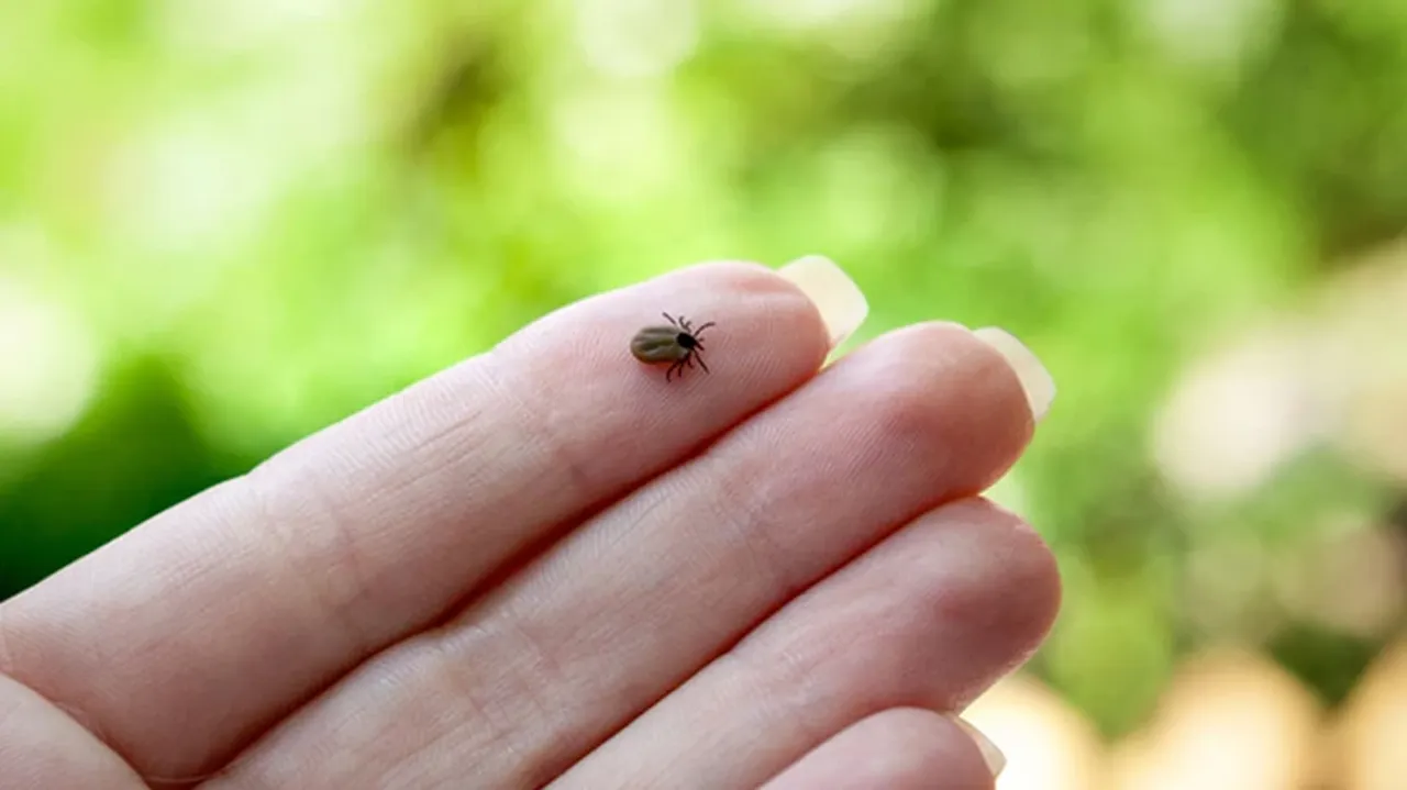 Keneler kabus olmaktan çıkacak! KKKA aşısında için sona geliniyor
