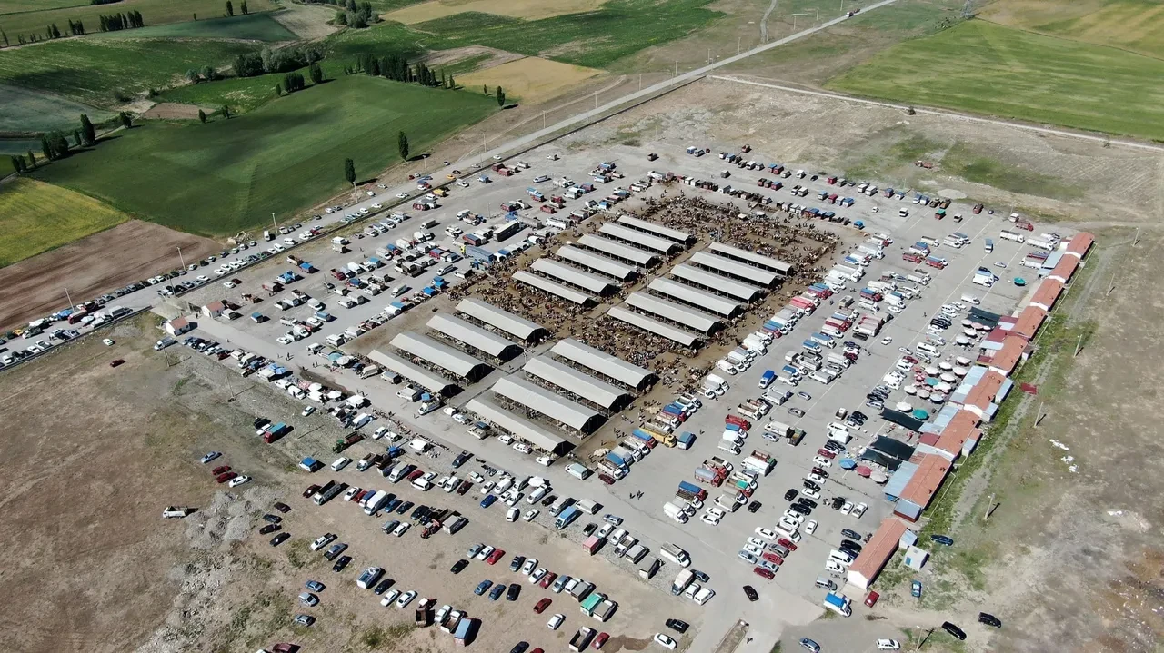 Sivas'ta şap alarmı! Valilik açıklama yaptı