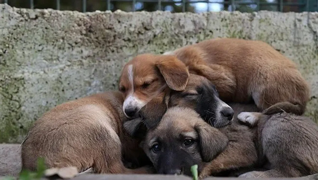 Sokak hayvanlarını kullanıp vurgun yaptılar! Tam 25 milyon lira