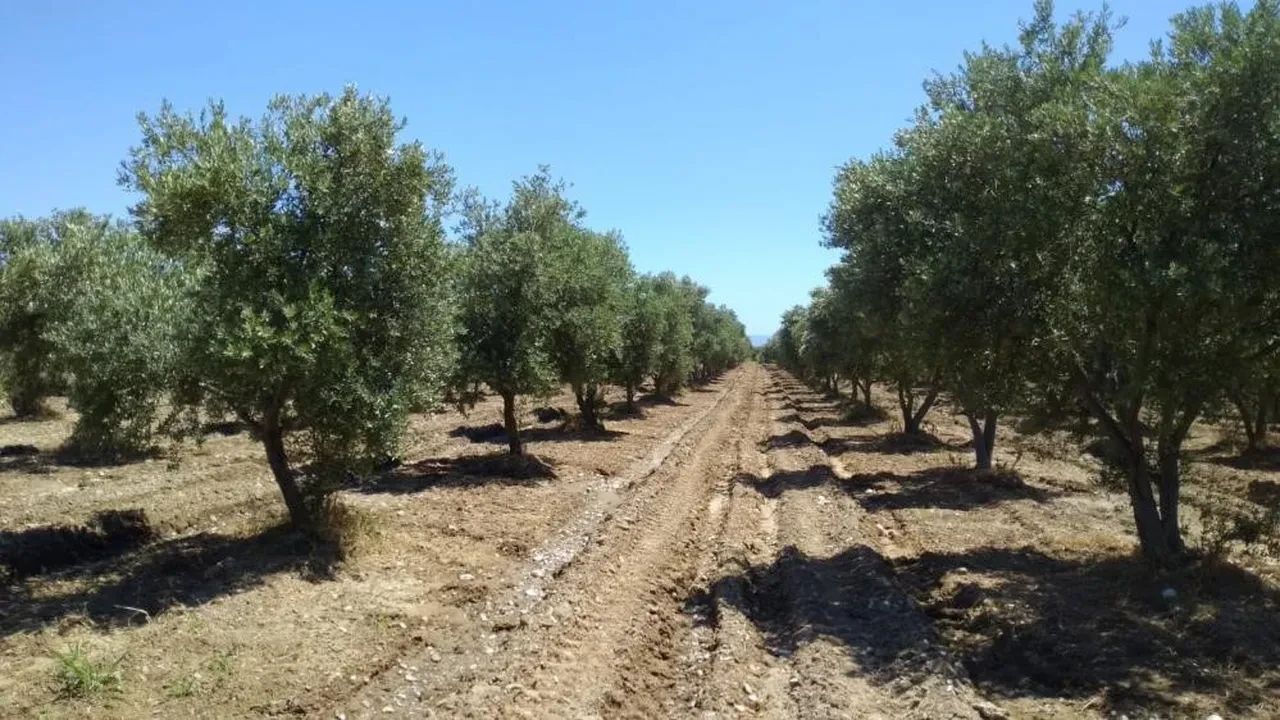 Zeytinliklerle ilgili teklif komisyonda kabul edildi