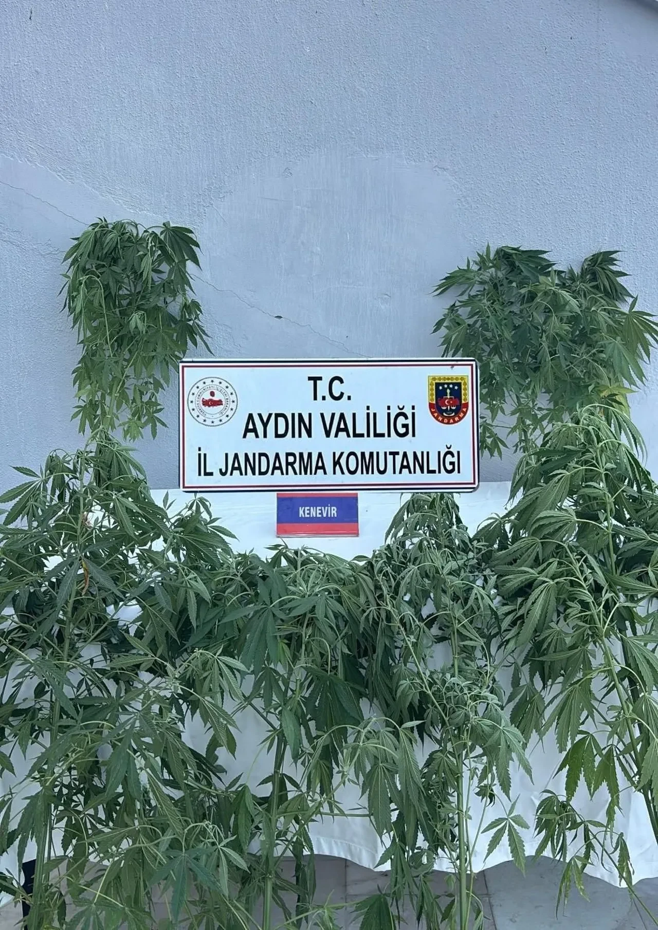 Aydın'da uyuşturucu operasyonu! Çok sayıda kişi yakalandı