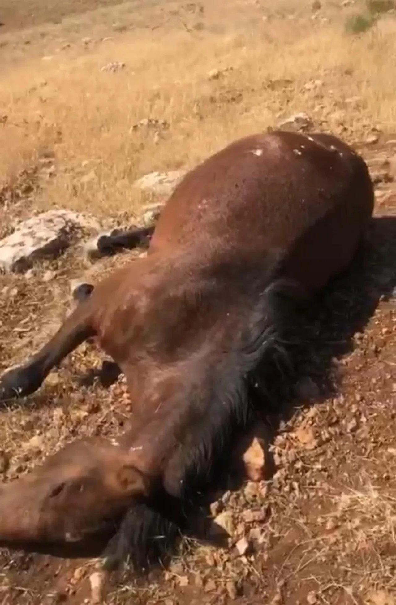 Batman'da korkunç olay! Atları silahla katlettiler