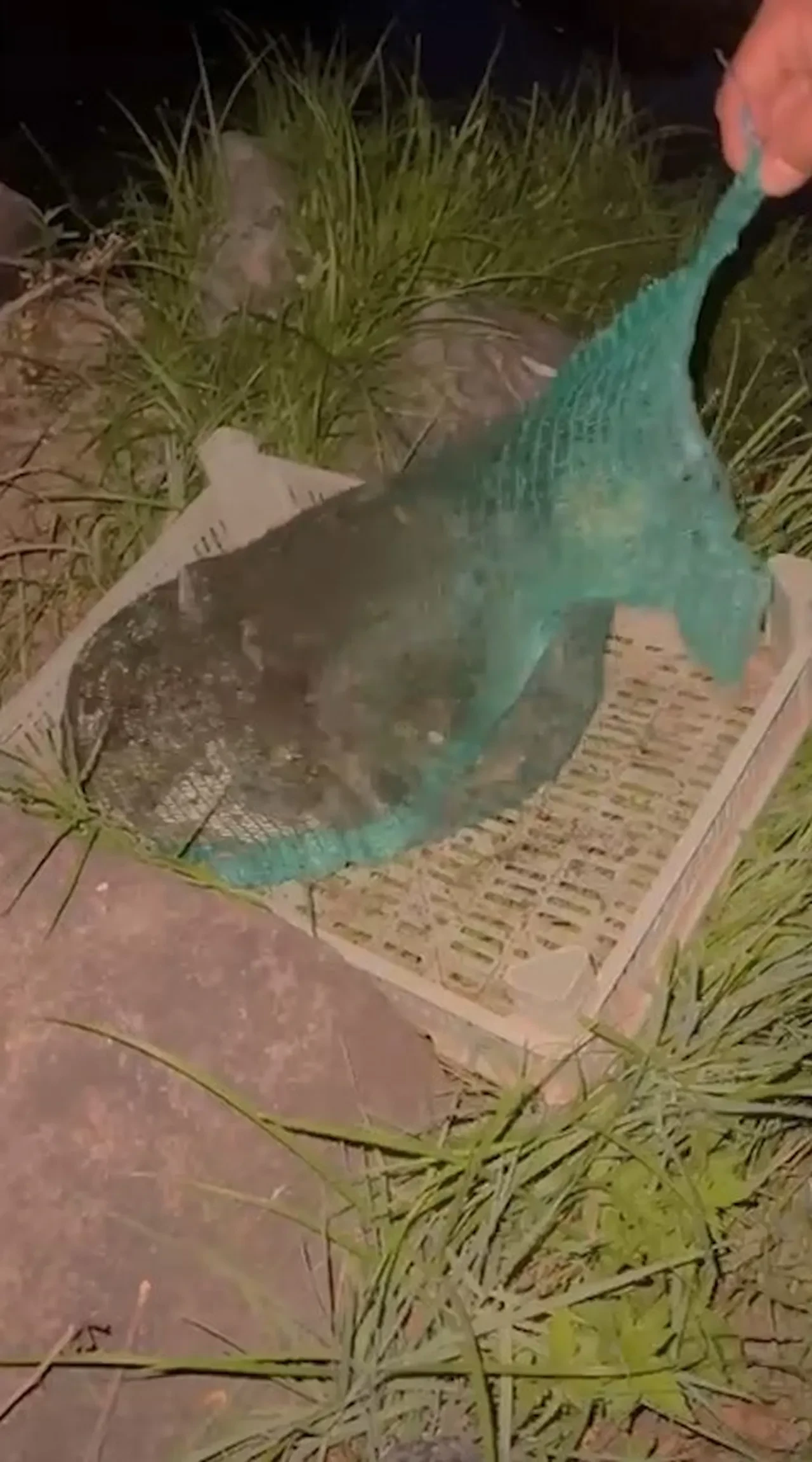 Niğde’de kurbağa kaçakçılarına baskın: 133 kilo canlı kurbağa ele geçirildi