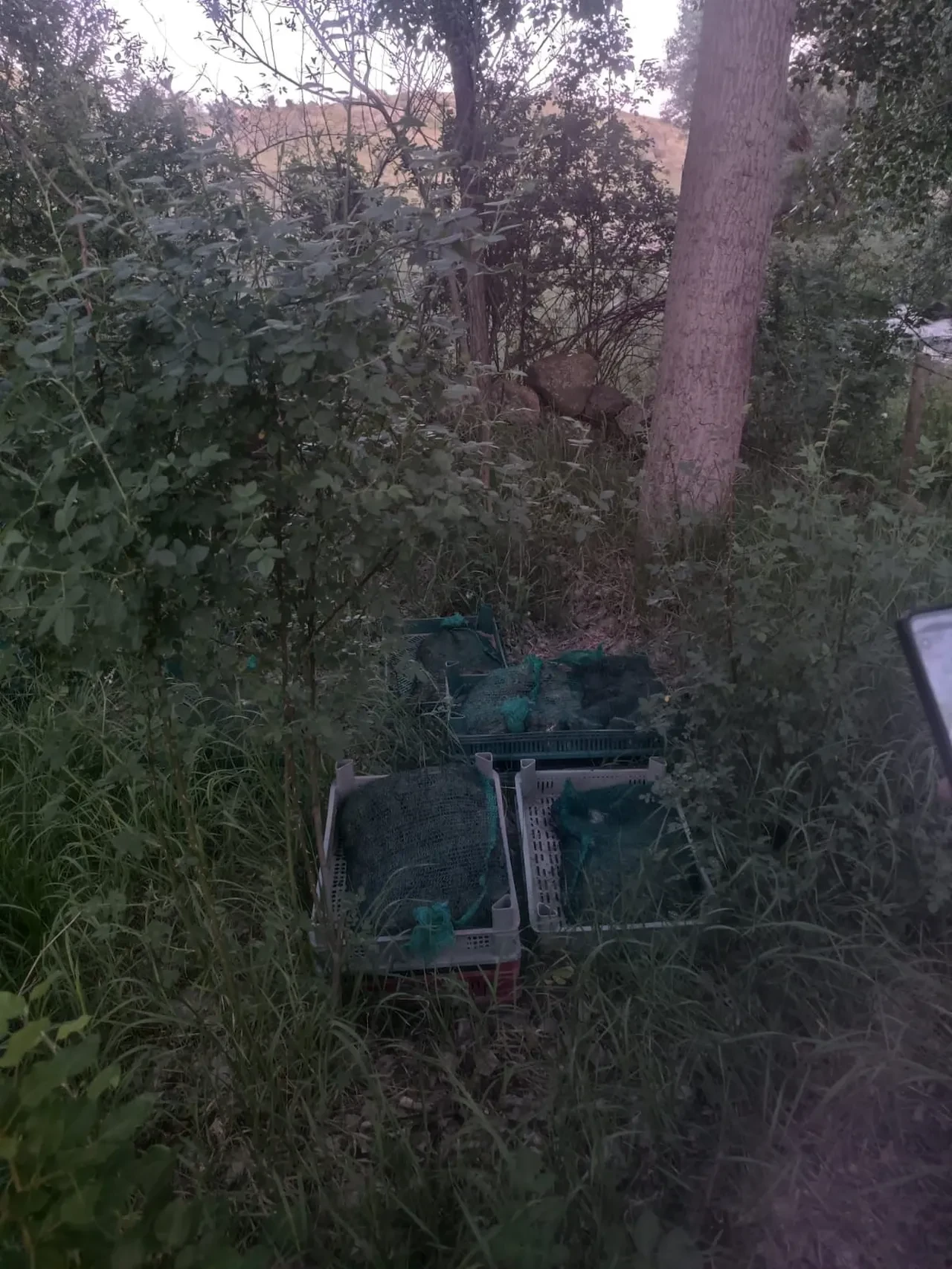 Niğde’de kurbağa kaçakçılarına baskın: 133 kilo canlı kurbağa ele geçirildi