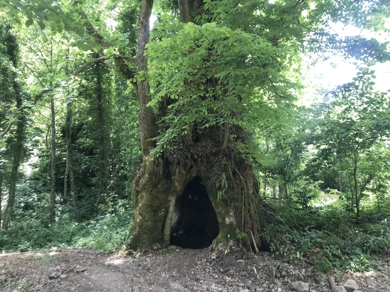 Tesadüfen köylüler buldu, bir ilimizi heyecan sardı! Yaşı ise 500'den fazla