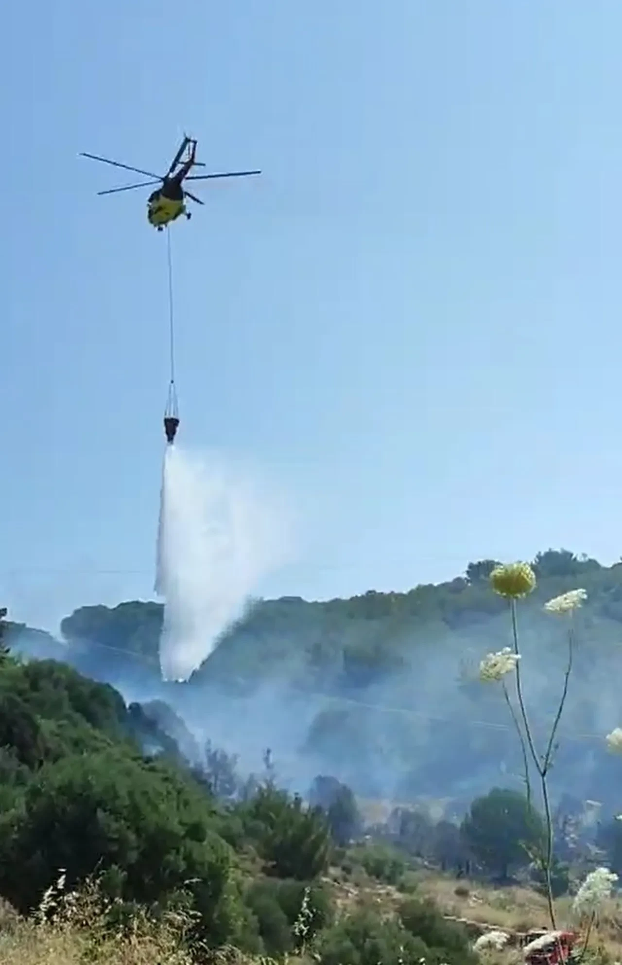 Aydın Kuşadası'nda orman yangını
