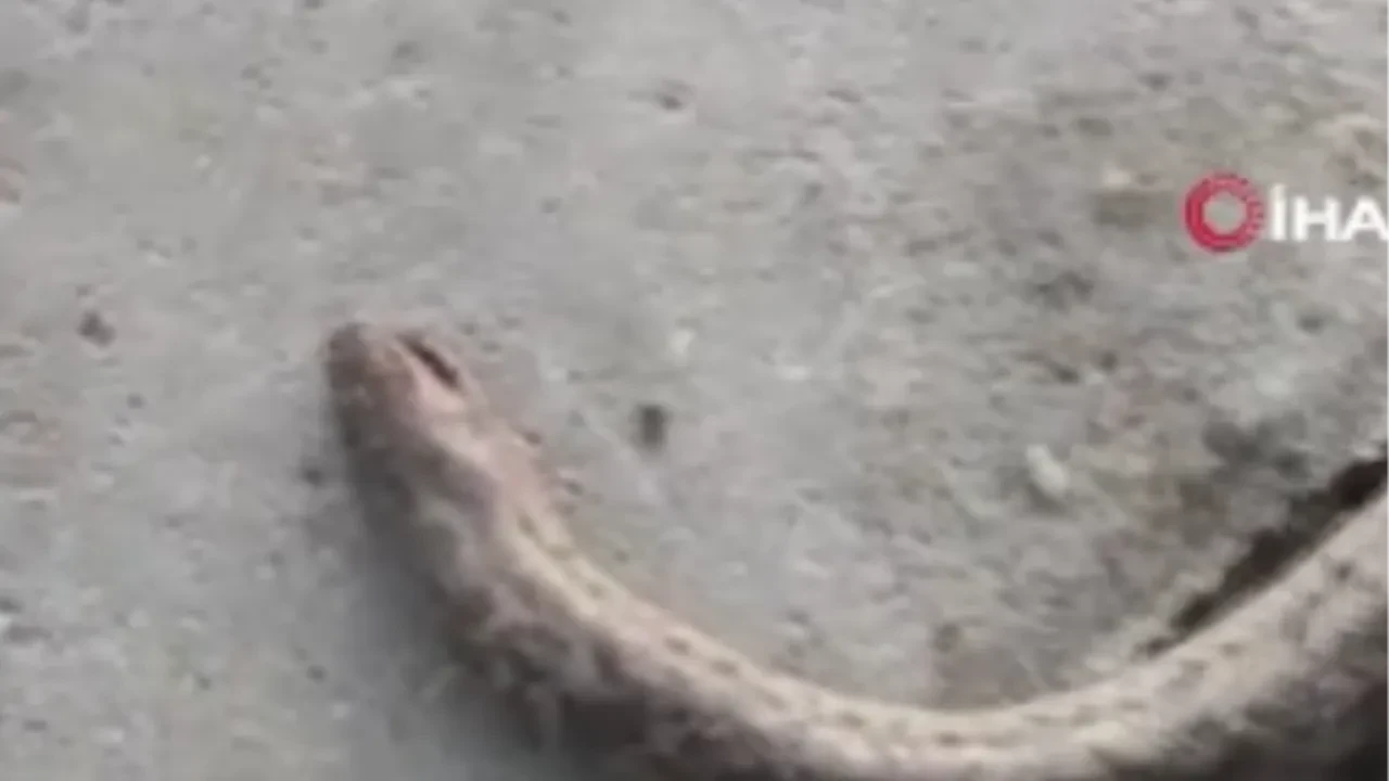 Çift başlı yılan tedirgin etti